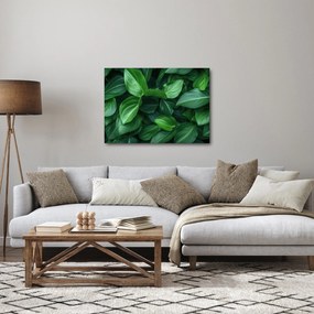 Obraz - Zelené listy (70x50 cm)