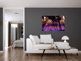 Obraz - Stromy pri západe slnka (90x60 cm)