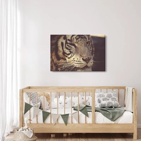 Obraz tigra (90x60 cm)
