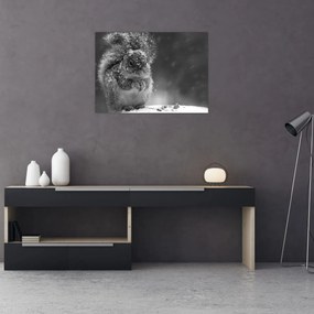 Obraz - Veverička v zime (70x50 cm)