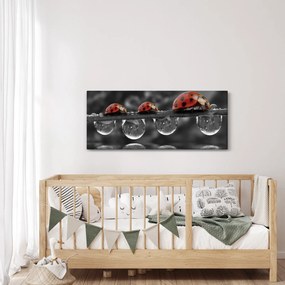 Obraz - Lienka sedembodková, čiernobiela (120x50 cm)