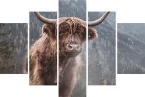 Obraz - Highlander krava (150x105 cm)