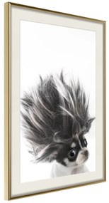 Artgeist Plagát - Chihuahua [Poster] Veľkosť: 20x30, Verzia: Čierny rám s passe-partout