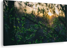 Obraz presvitajúceho slnka cez vetvičky stromov (90x60 cm)