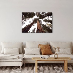 Obraz - Pohľad skrz koruny stromov (90x60 cm)