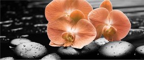 Obraz - Oranžové orchidey (120x50 cm)