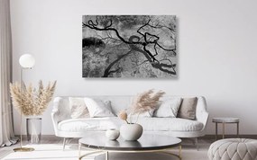 Obraz surrealistické stromy v čiernobielom prevedení - 60x40
