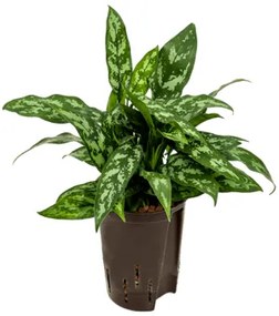 Aglaonema maria 15/19 v. 40 cm