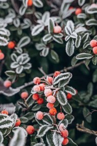 Fotografia A bush with red berries in, Anastasiia Voloshko