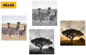 Set obrazov zvieratá žijúce na Savane - 4x 40x40