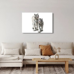Obraz - Biely tiger (90x60 cm)