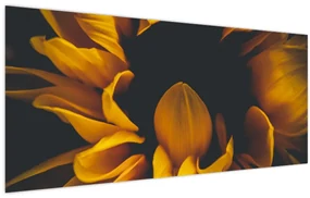 Obraz - Slnečnica v čiernom pozadí (120x50 cm)