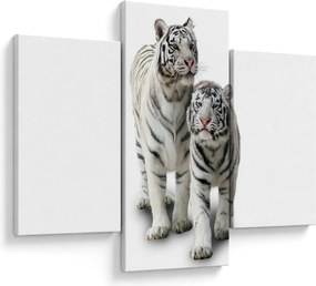 Obraz - Biely tiger (90x60 cm)