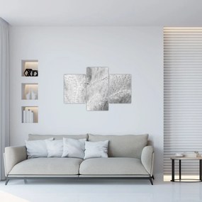 Obraz - Pampas grass N⁰1 (90x60 cm)