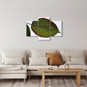 Obraz - List ruže (90x60 cm)