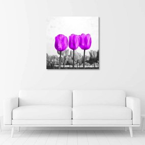 Obraz na plátně Tulipány Louka Příroda Květina Fialová - 50x50 cm