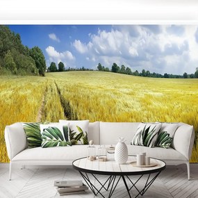 Fototapeta Vliesová Obilné polia 104x70 cm