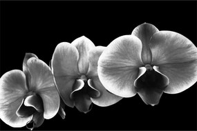 Obraz kvetu orchidey (90x60 cm)