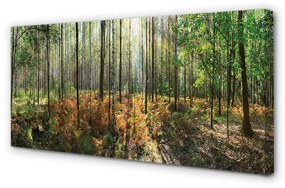 Obraz canvas les breza 125x50 cm