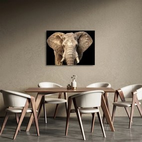 Sklenený obraz - Slon africký (70x50 cm)