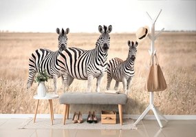Fototapeta tri zebry v savane - 225x150