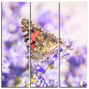 Obraz na plátne - Motýľ na levanduľe - štvorec 3221B (105x105 cm)