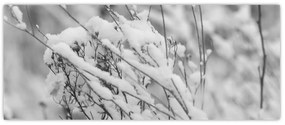 Obraz - Zasnežené vetvy (120x50 cm)