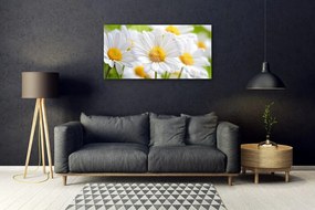 Obraz plexi Sedmokrásky rastlina príroda 100x50 cm