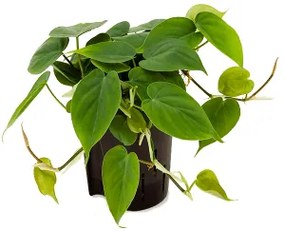 Philodendron scandens Hanger Pots 15/19 v. 30 cm