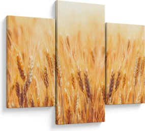 Obraz - pole s obilím (90x60 cm)
