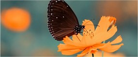 Obraz - motýľ na oranžovom kvete (120x50 cm)