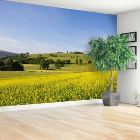 Fototapeta Vliesová Kvitnúce šošovka 250x104 cm