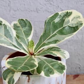 Ficus Lyrata variegata