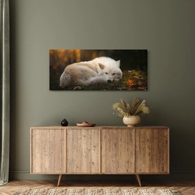 Obraz - Odpočívajúci vlk (120x50 cm)