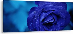 Obraz modrej ruže (120x50 cm)