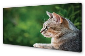 Obraz na plátne vyzerajúci mačka 140x70 cm