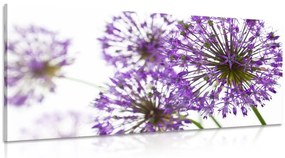 Obraz kvitnúce fialové kvety cesnaku - 120x60