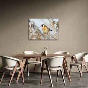 Obraz - Stehlík (70x50 cm)