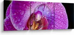 Detailný obraz kvetu orchidey (s hodinami) (90x30 cm)