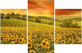 Obraz - Slnečnicové pole (90x60 cm)