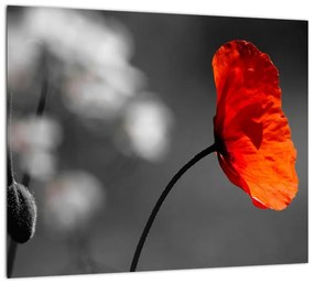 Vlčie maky - obraz na stenu