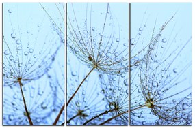 Obraz na plátne - Pampeliškové semienka s kvapkami vody 1202B (135x90 cm)