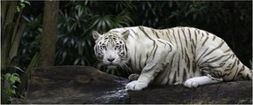 Obraz - Tiger albín (120x50 cm)