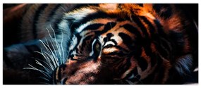 Obraz ležiaceho tigra (120x50 cm)