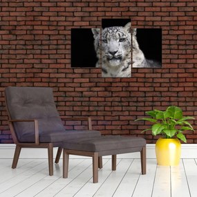 Obraz - Leopard snežný (90x60 cm)