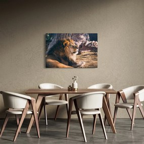 Obraz ležiaceho leva (90x60 cm)
