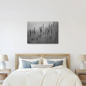 Obraz - Steblá trávy (70x50 cm)