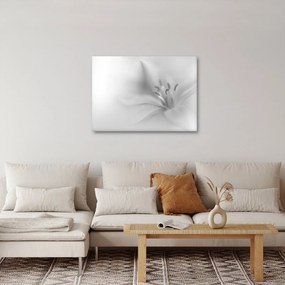 Obraz - Jemná ľalia (70x50 cm)