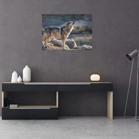Sklenený obraz - Vyjúci vlk (70x50 cm)