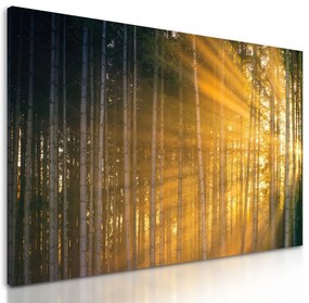 Obraz slnko vykúkajúce pomedzi stromy